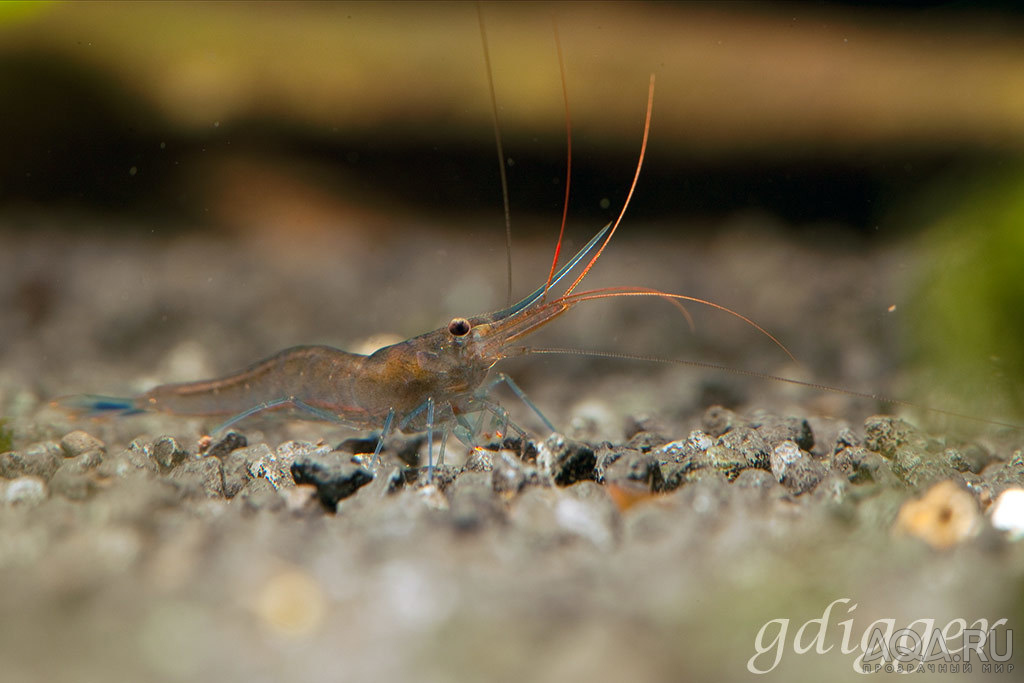 Caridina caerulea