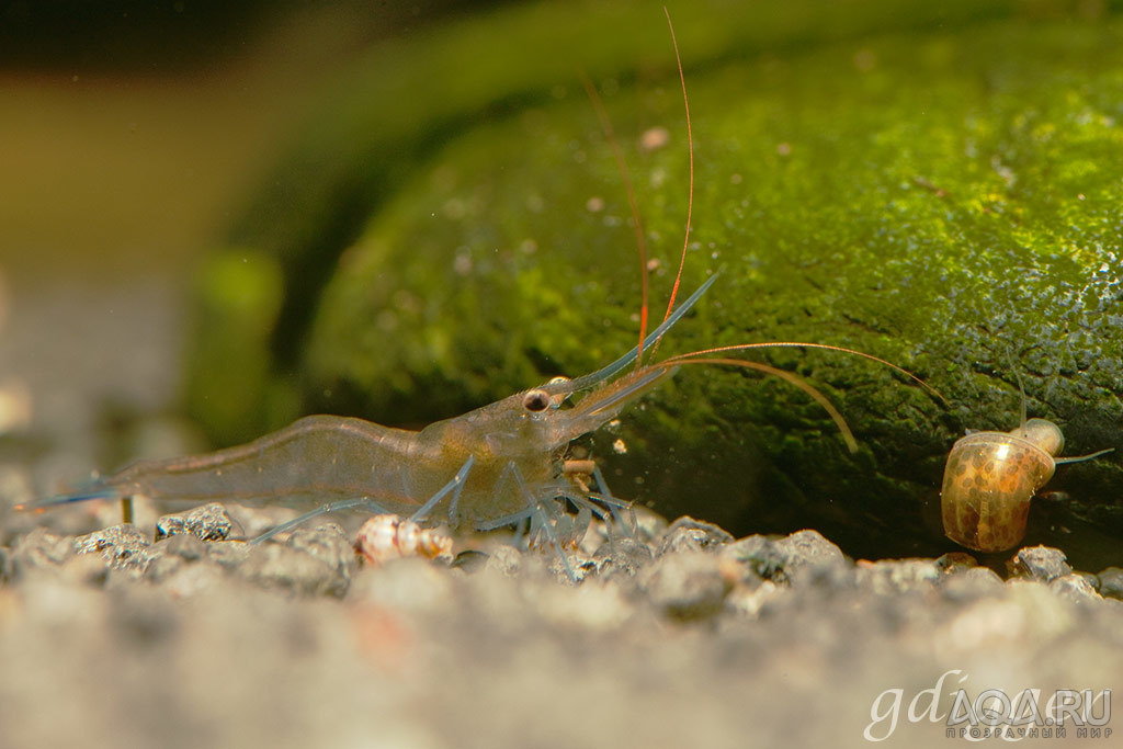 Caridina caerulea