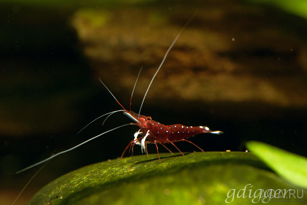 Caridina Dennerli