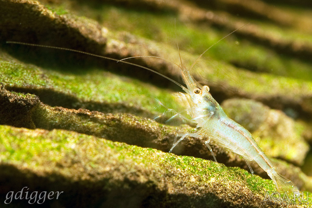 Caridina Longidigita