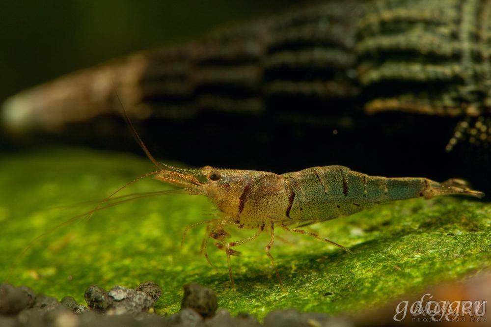 Caridina masapi