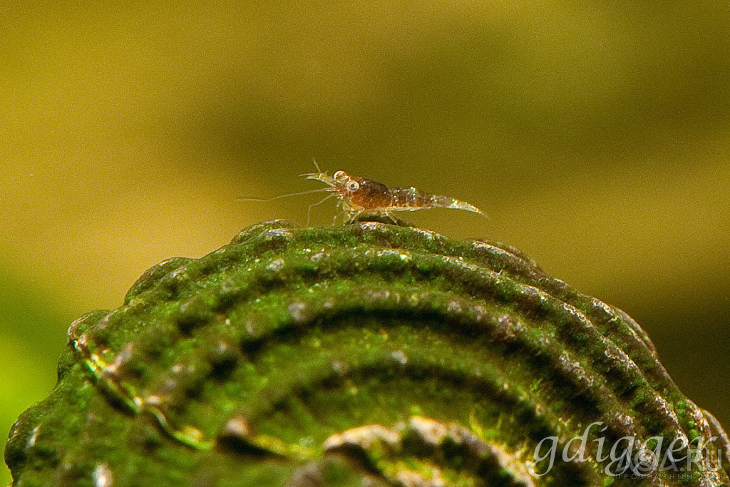 Caridina caerulea