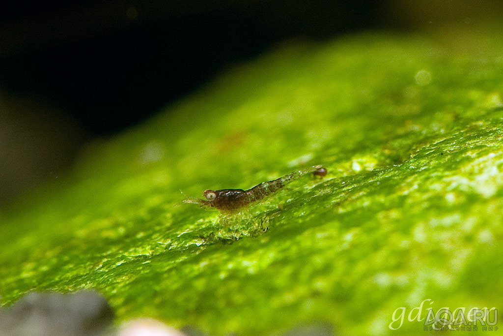 Caridina caerulea