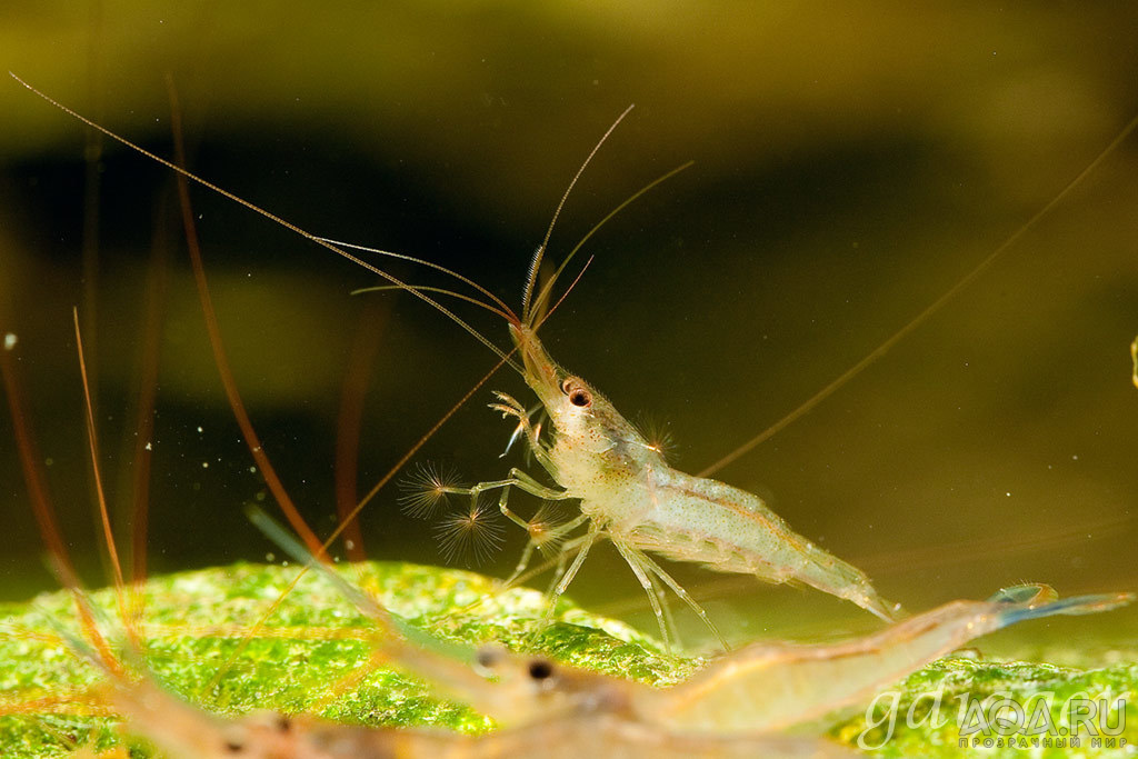 Caridina Longidigita