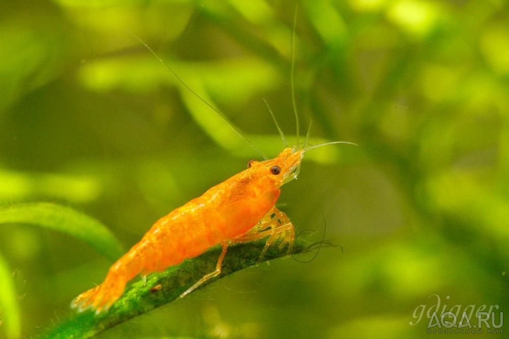 Caridina cf. Propinqua