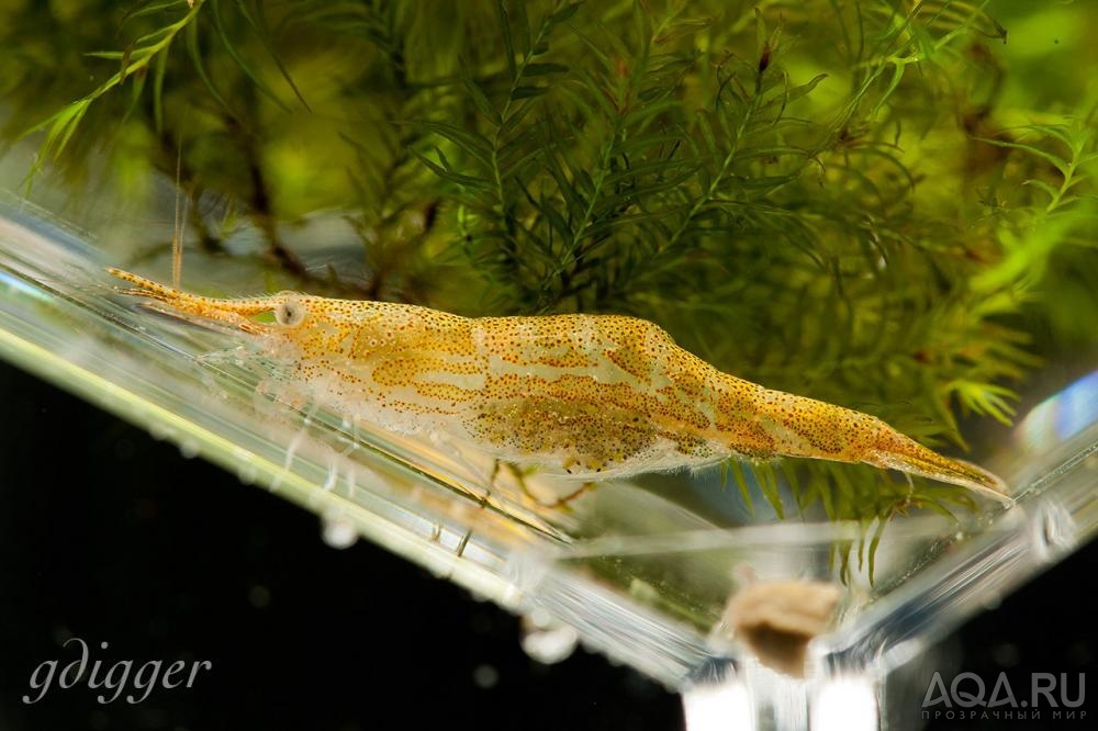 Caridina Hodgarti