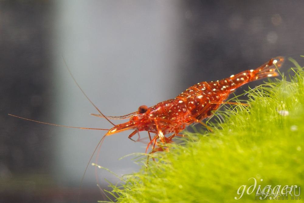 Caridina Glaubrechti