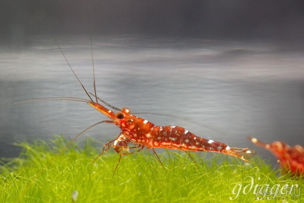 Caridina Glaubrechti