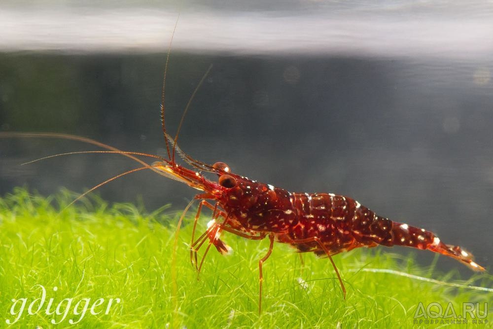 Caridina Glaubrechti