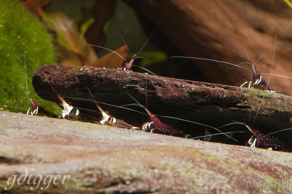 Caridina Dennerli and Caridina Woltereckae