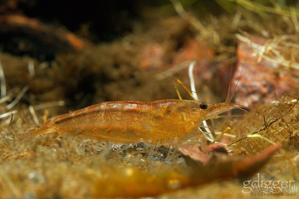 Caridina Weberi