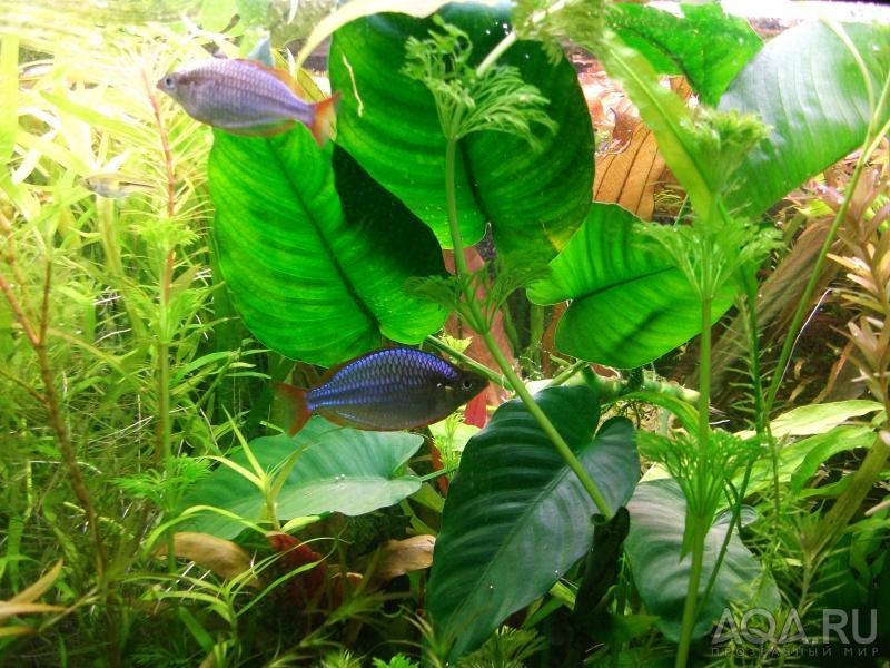 Anubias barteri broad leaf