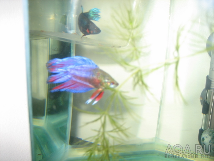 betta splendens double tail