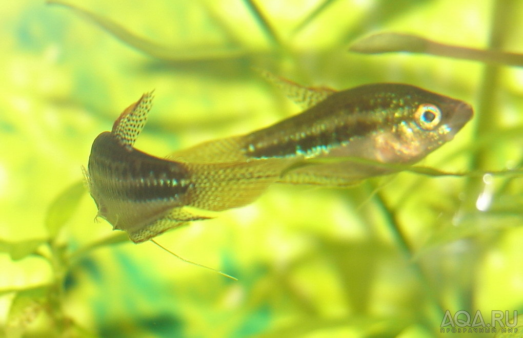 Trichopsis pumila