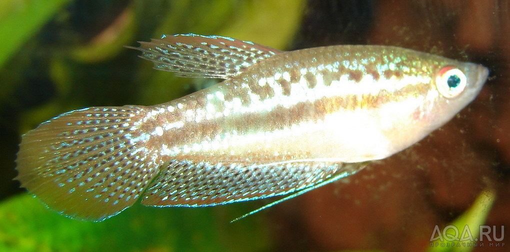 Trichopsis pumila