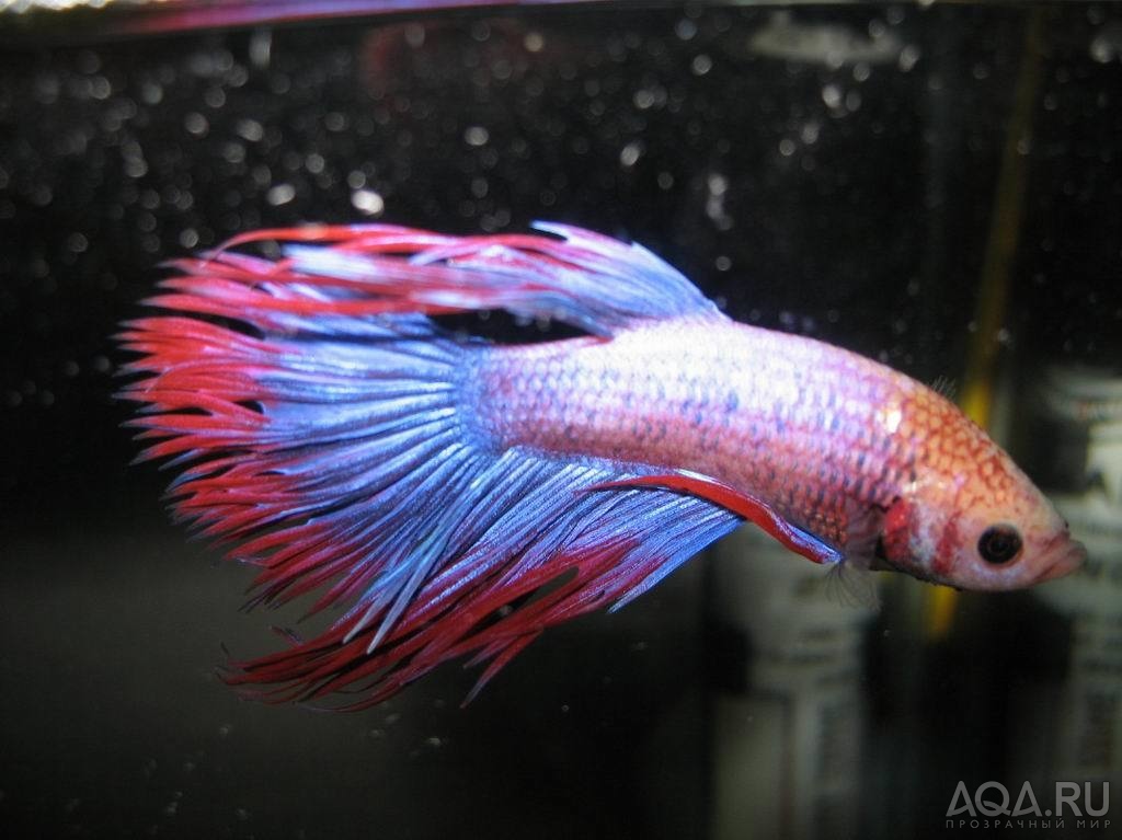 BETTA2007-4