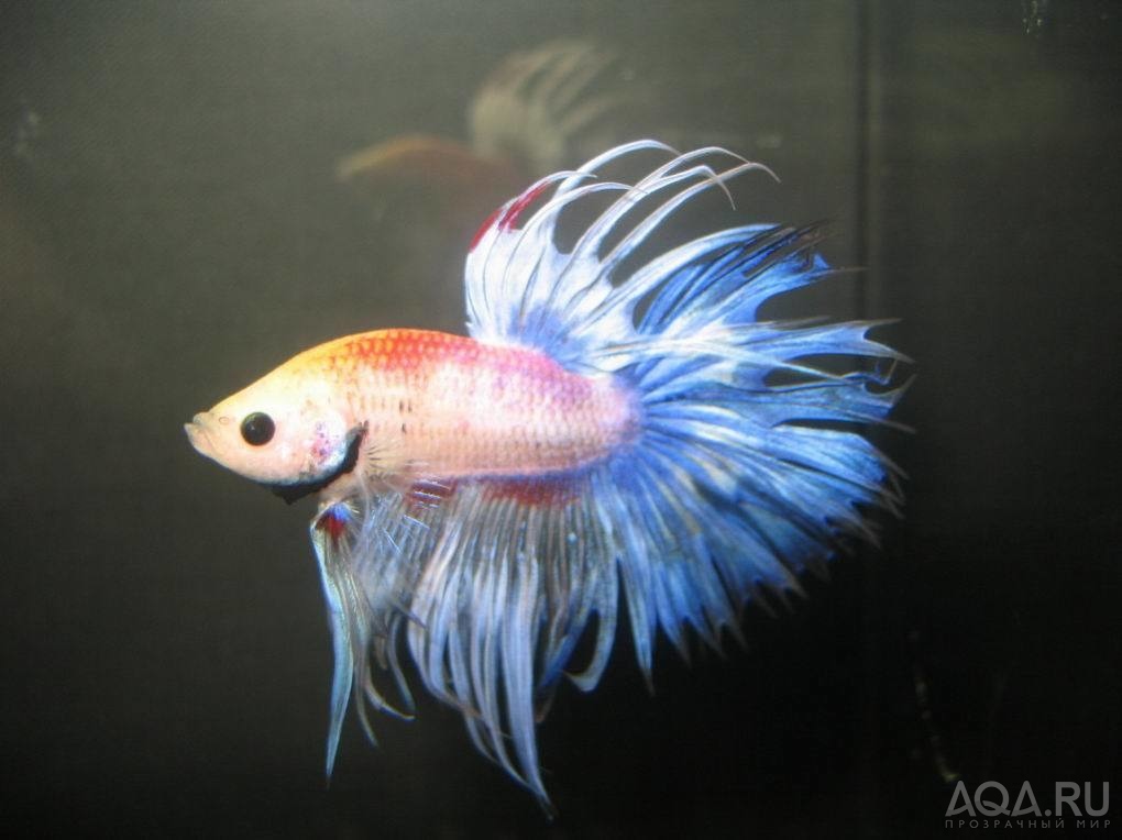 BETTA2007-6