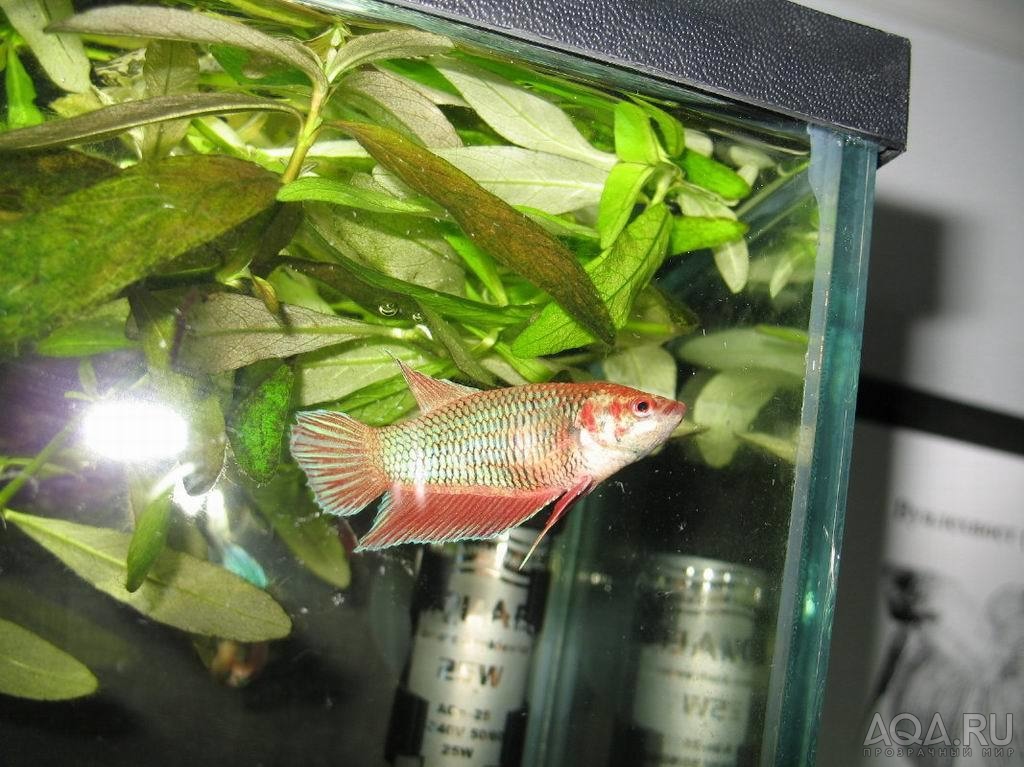 BETTA2007-7