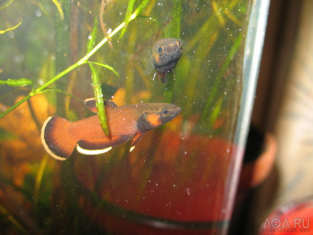 Betta albimarginata