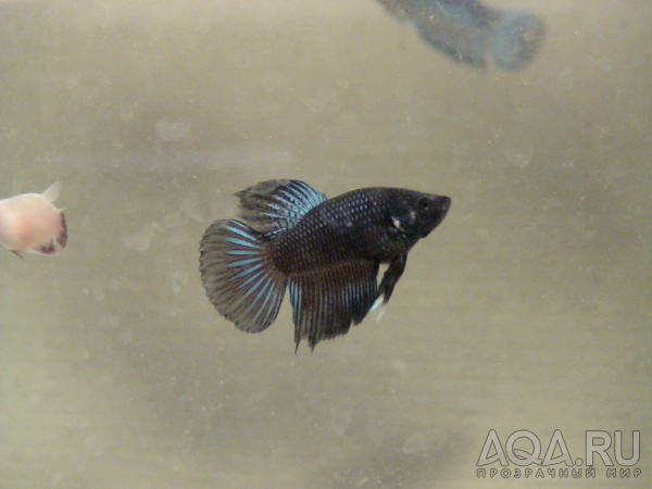 Black betta_01