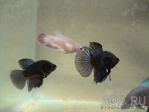 Black betta_02