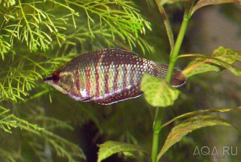 Borneo Chocolate Gourami