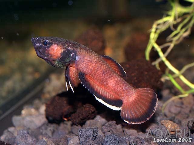 Betta albimarginata