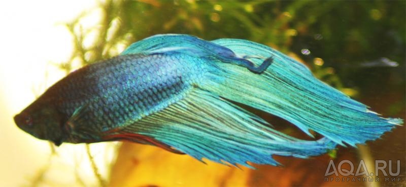 betta