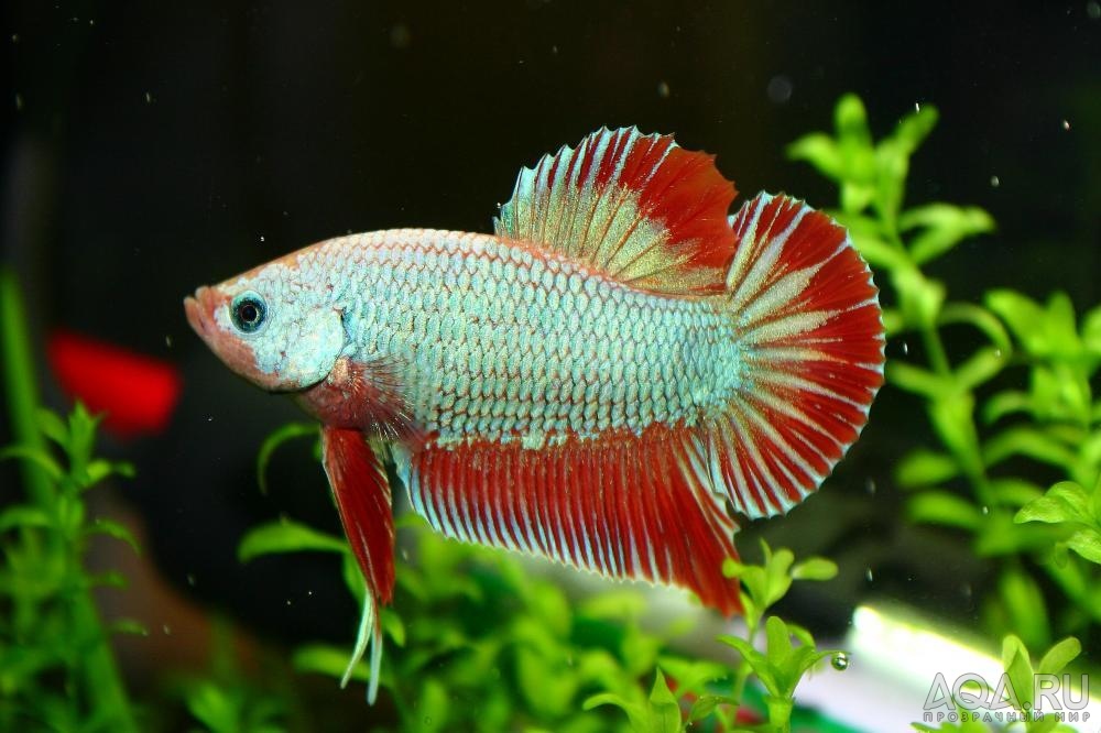 самец Betta splendens Red Dragon PK