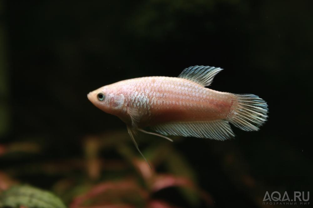 самка Betta splendens Platina PK