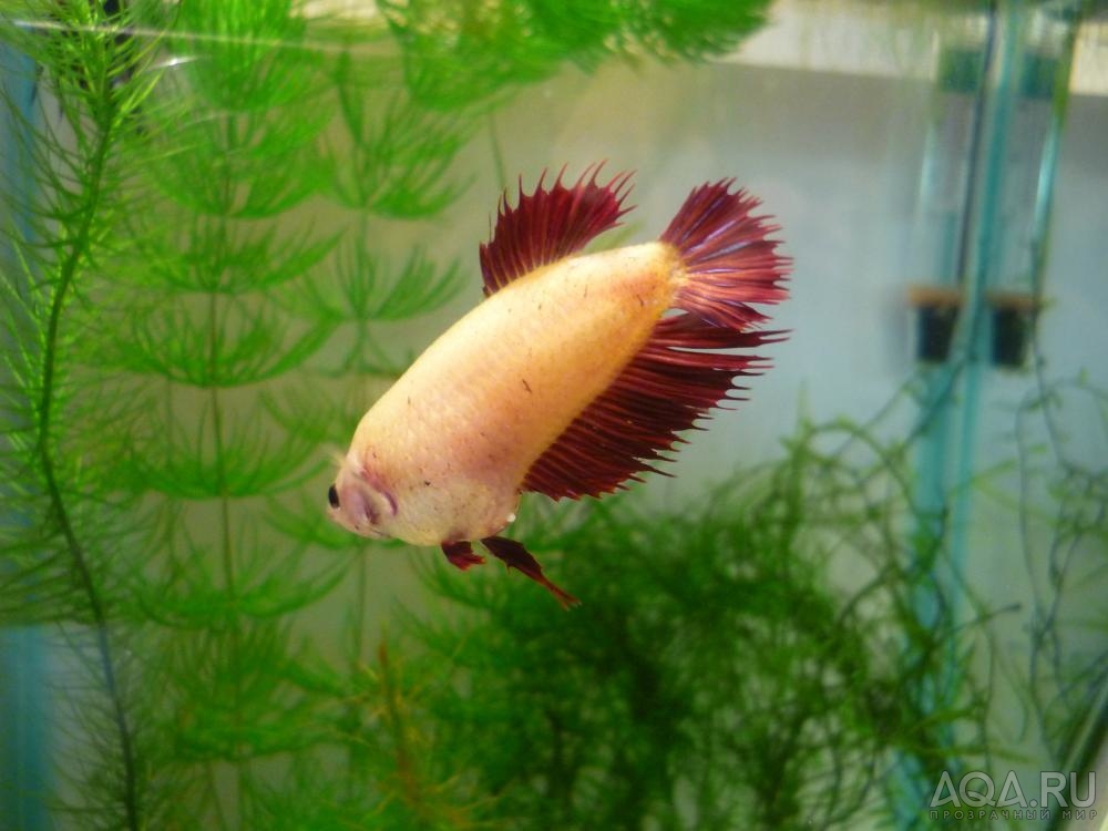 Crowntail Cambodian Red Single ray