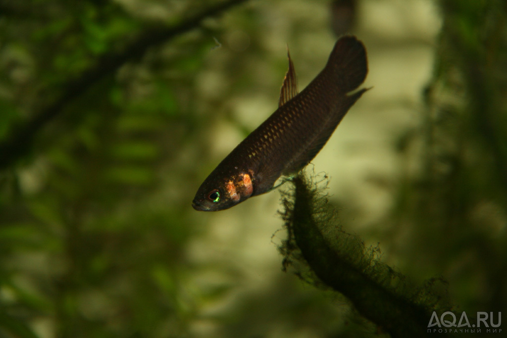 betta foerschi самец