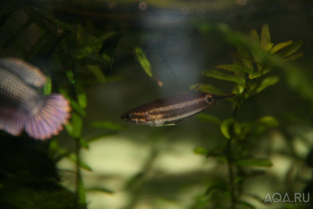 betta foerschi самка