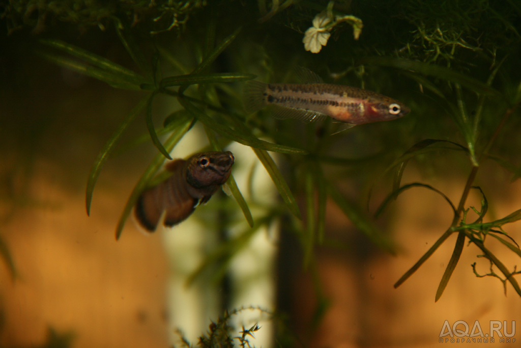 betta channoides