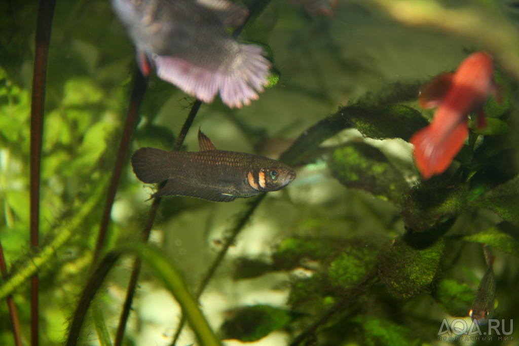 betta foerschi самец