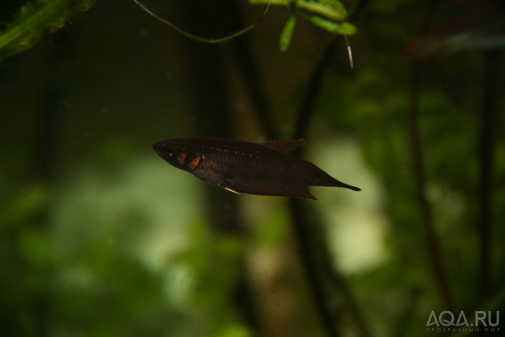 betta foerschi самка