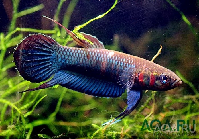 Betta 