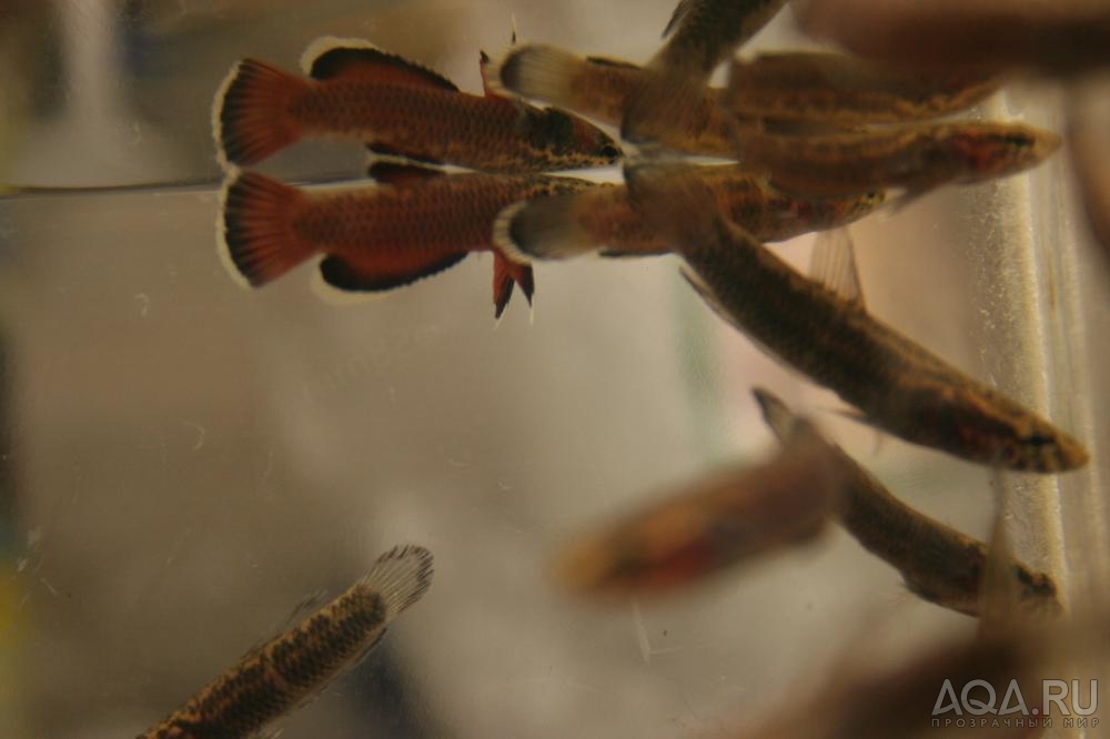 Betta albimarginata