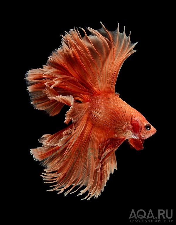 Betta splendens (Петушки) 