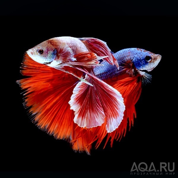 Betta splendens (Петушки) 