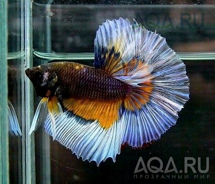 Betta splendens 