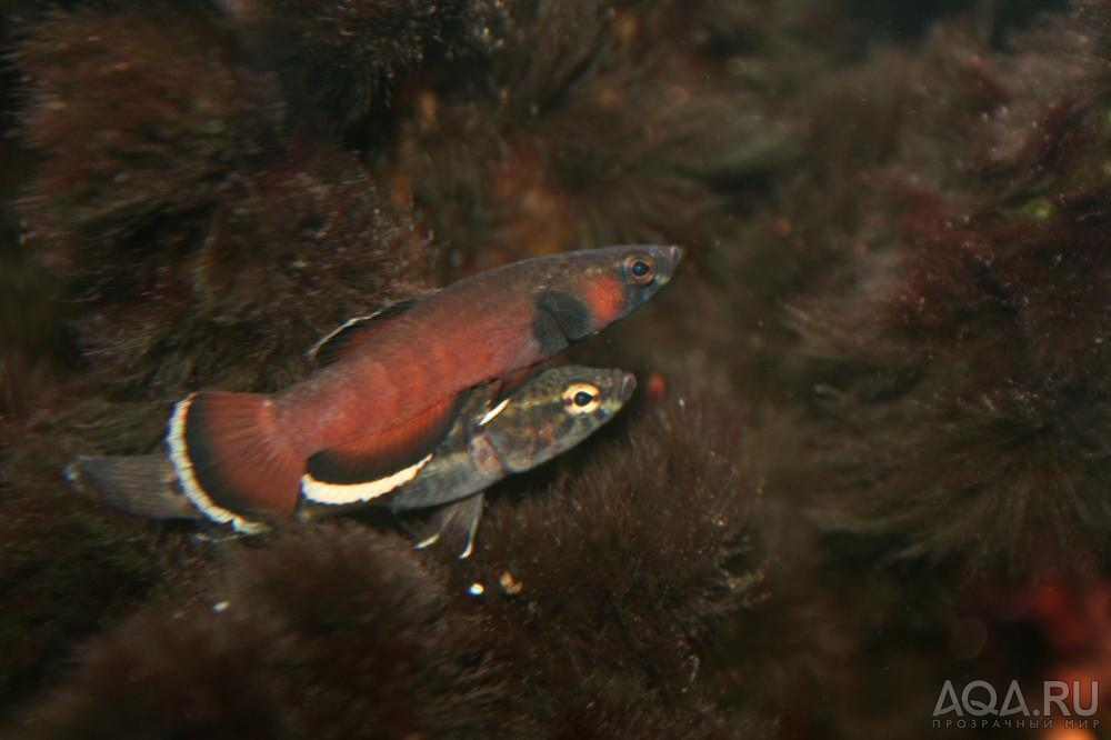 Betta Albimarginata (взрослые)