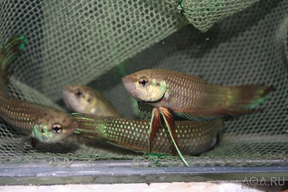 Betta Sp. Mahachai