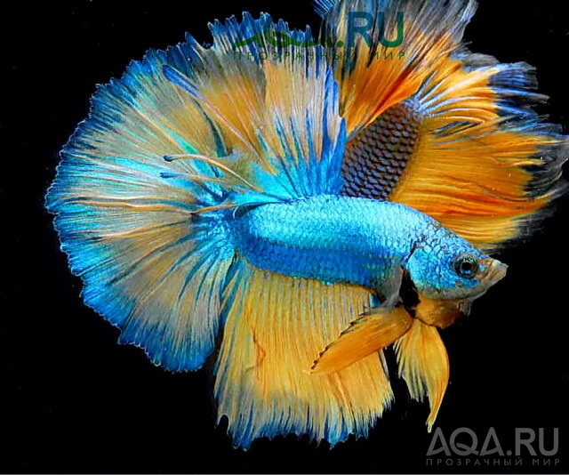 Betta splendens 