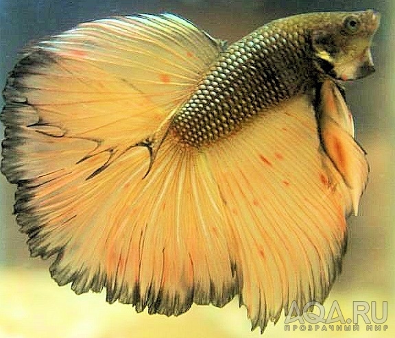 Betta splendens