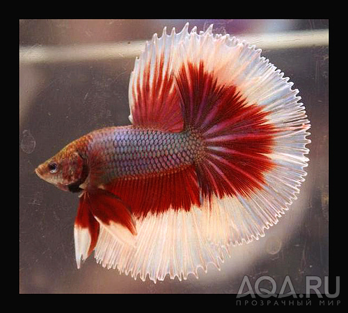 Betta splendens 