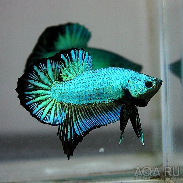 Betta splendens