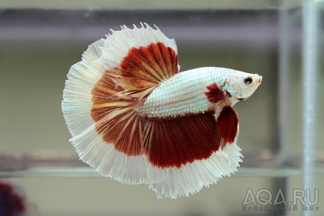 Betta splendens