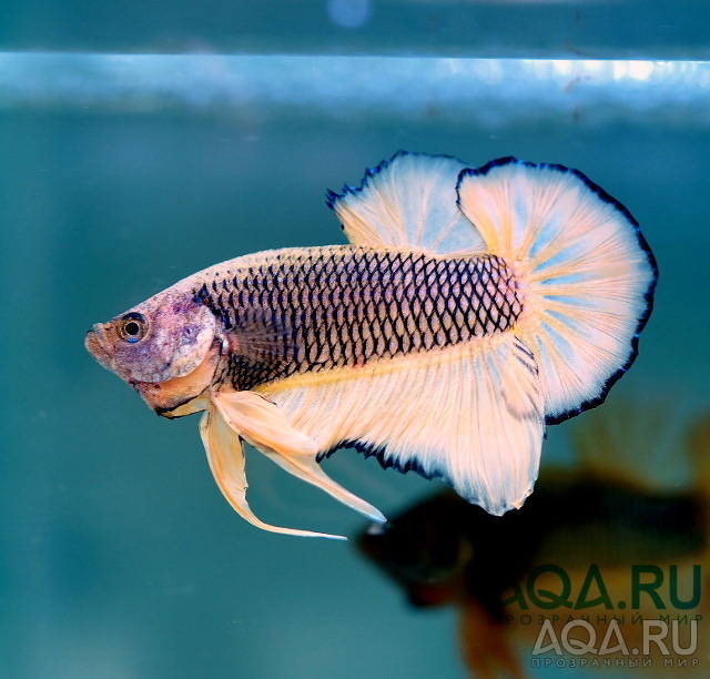 Betta splendens