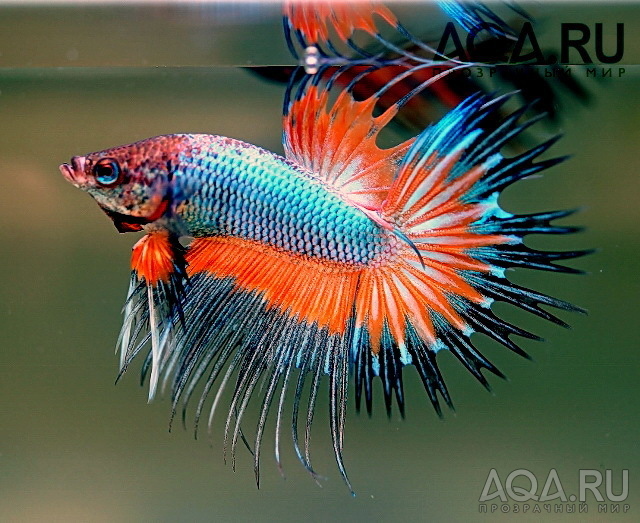 Betta splendens 